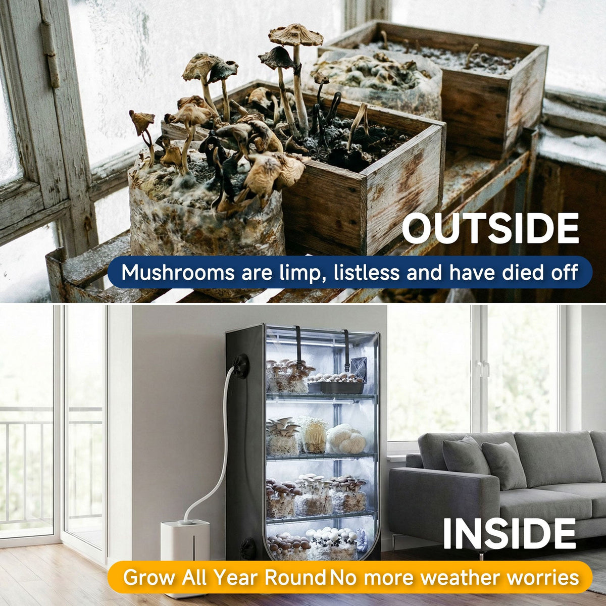 Mushroom grow tent setup for first-time indoor growers